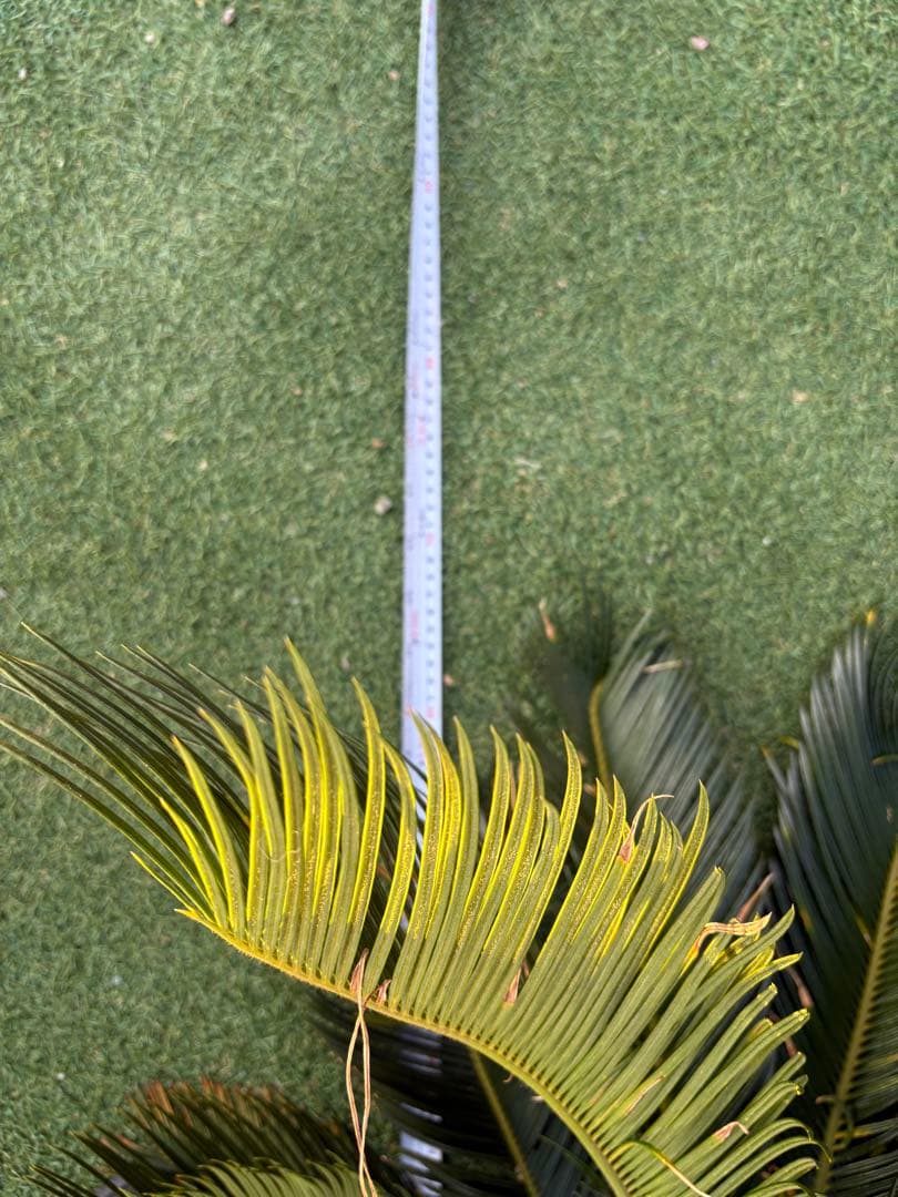 ソテツ約80cm 健康的な根付き