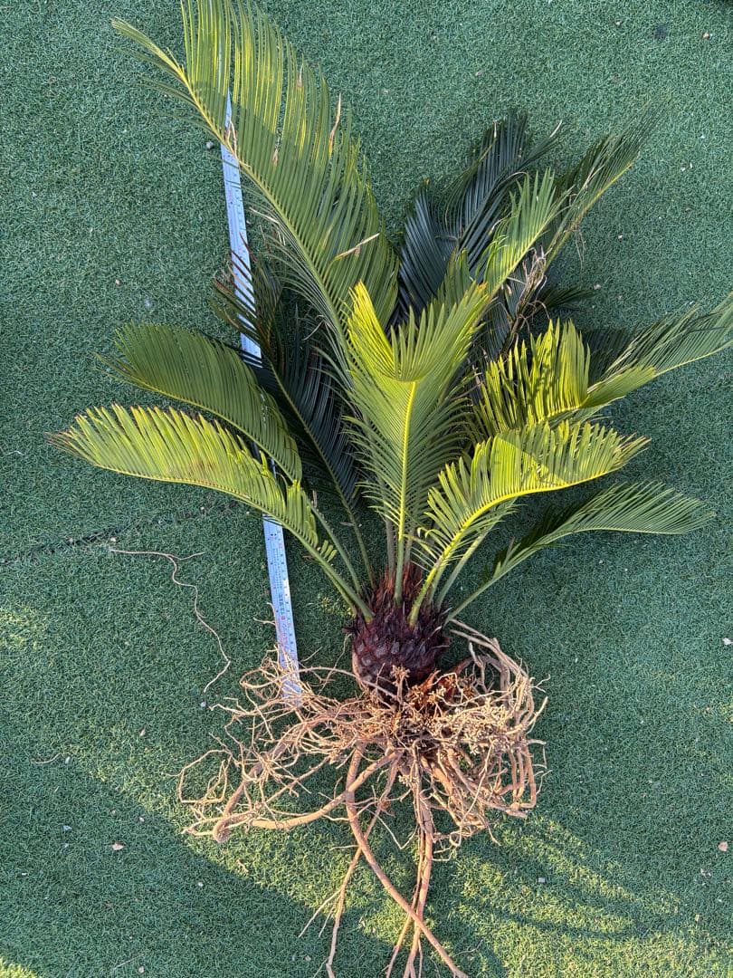 ソテツ約80cm 健康的な根付き