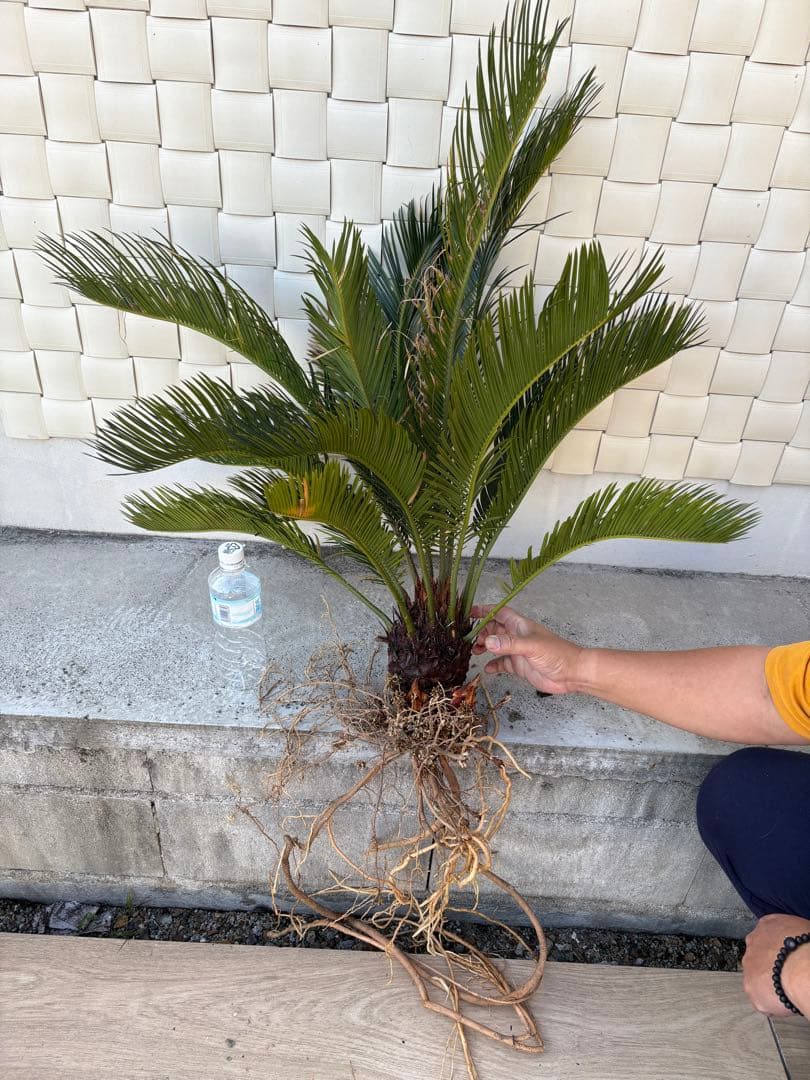 ソテツ約80cm 健康的な根付き