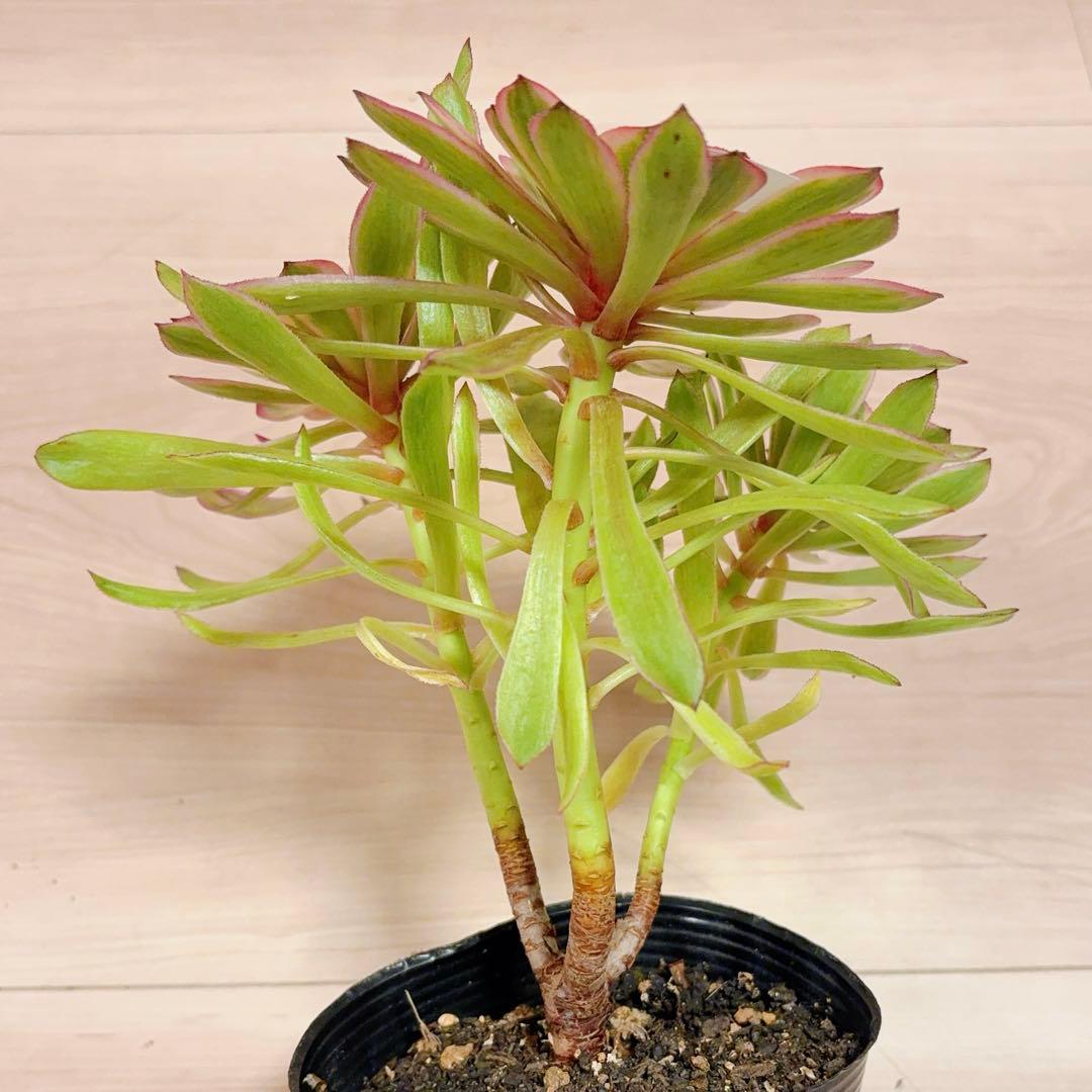 39#多肉植物アエオニウム錦 ❤️ パンドラ ❤️3大頭21cm 拔き苗