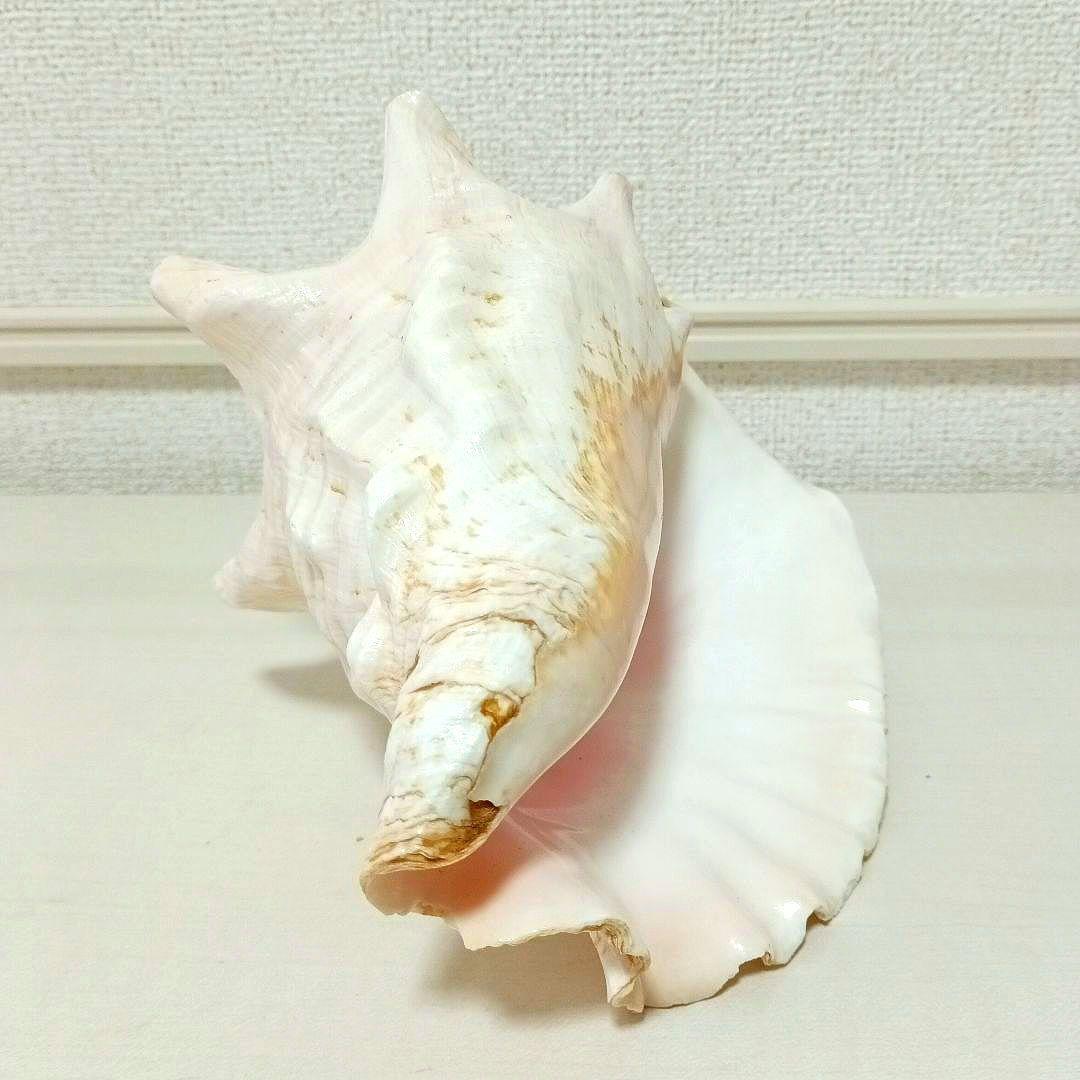 ピンク貝 コンク貝 貝殻 置物 オブジェ インテリア置物 希少 標本 007
