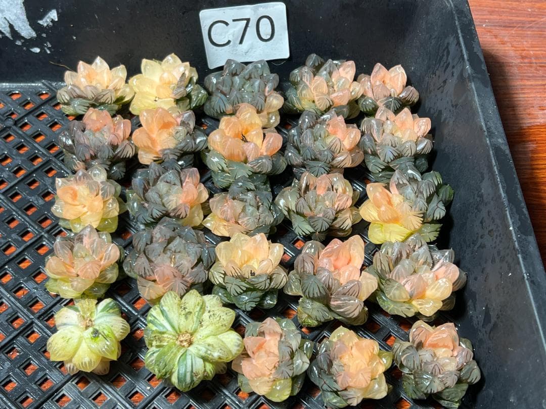 エ*カ様 多肉植物 ハオルチア　オブツーサ錦 水中月錦 糊斑 鮮明錦 25株セッ