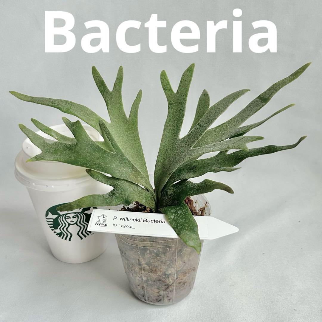 【メルカリ便】 P. Willinckii Bacteria (TC)【1】