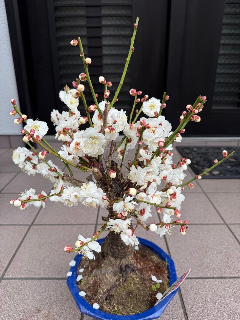 梅　玉牡丹　盆栽　鉢ごと発送