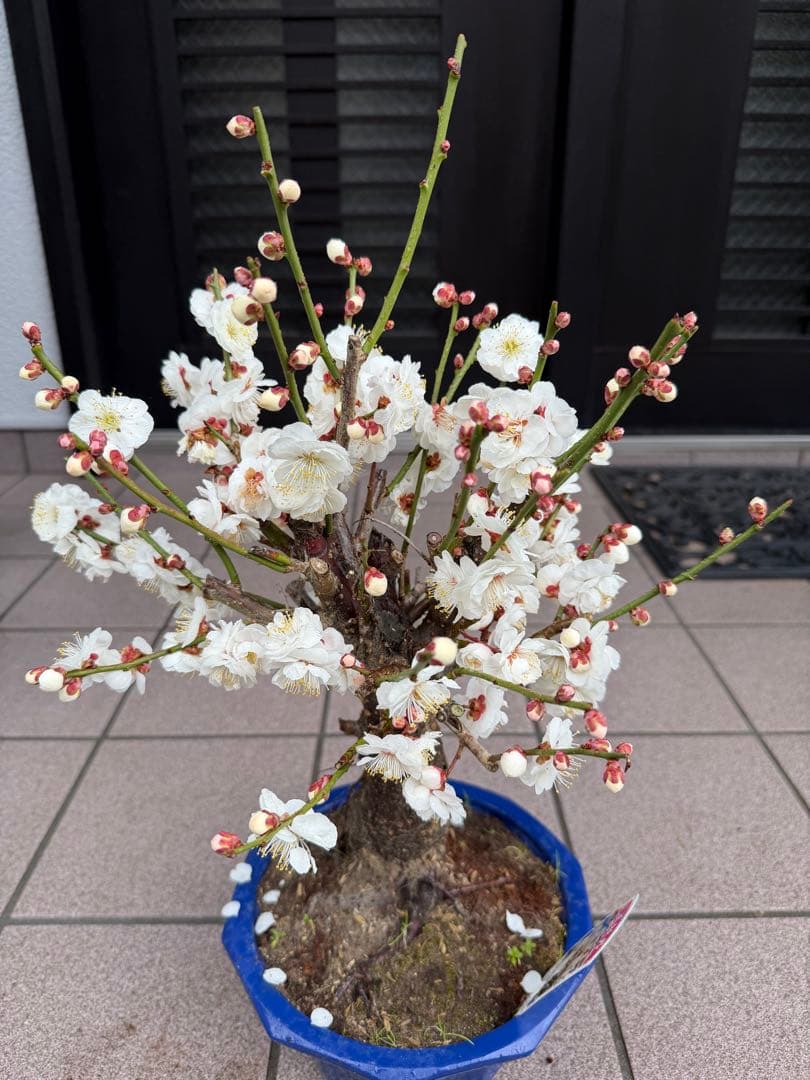 梅　玉牡丹　盆栽　鉢ごと発送