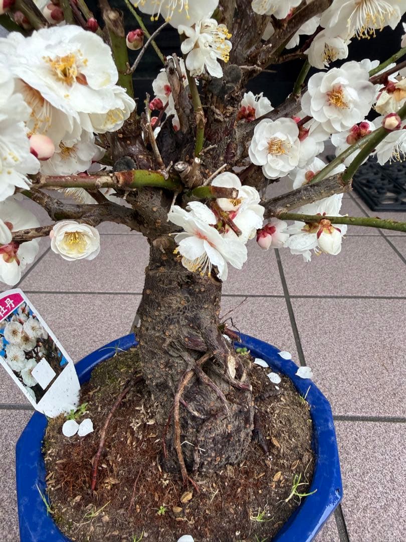 梅　玉牡丹　盆栽　鉢ごと発送