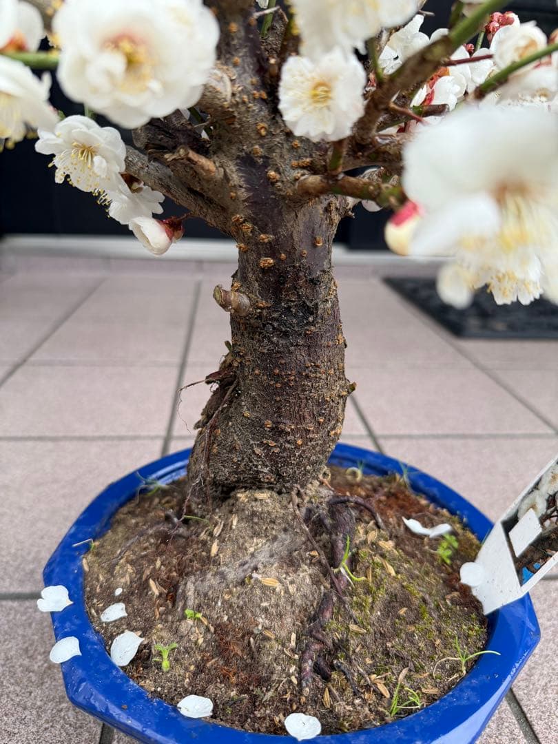 梅　玉牡丹　盆栽　鉢ごと発送