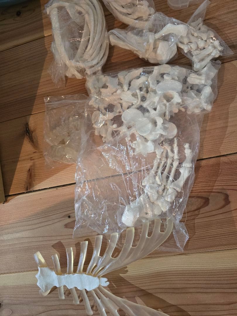 等身大全身骨格　分解モデル（170cm）