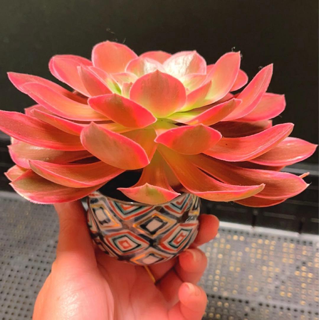 66#植物❤️アエオニウム錦❤️浣纱❤️1頭16cmカット苗