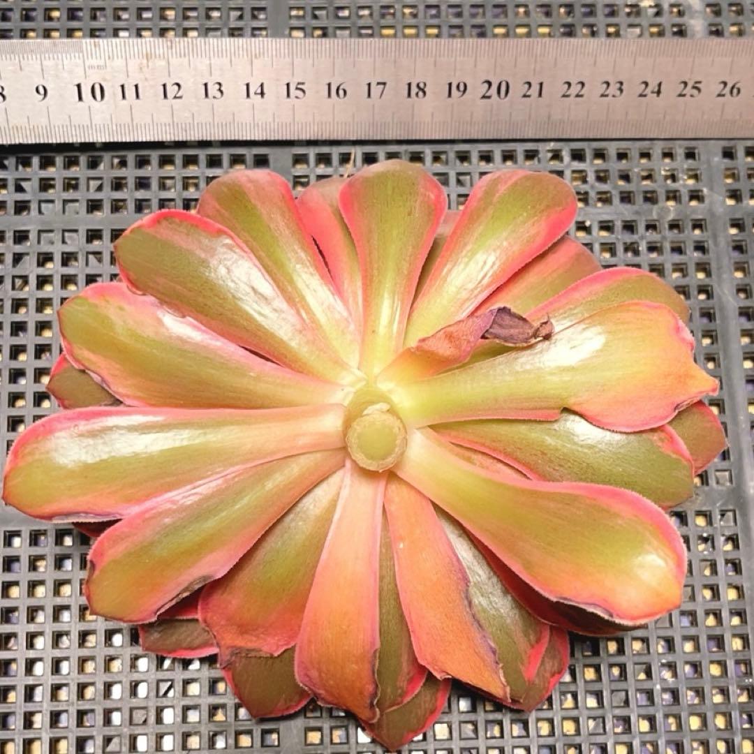 66#植物❤️アエオニウム錦❤️浣纱❤️1頭16cmカット苗