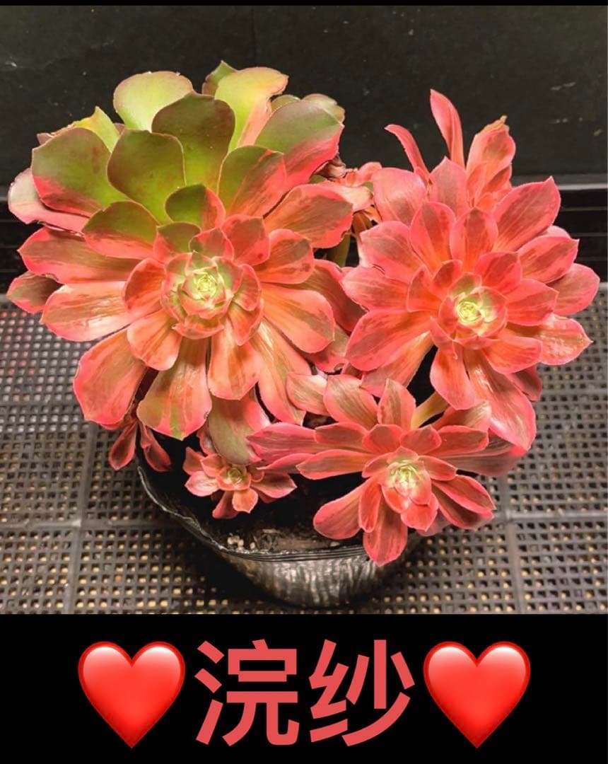 66#植物❤️アエオニウム錦❤️浣纱❤️1頭16cmカット苗