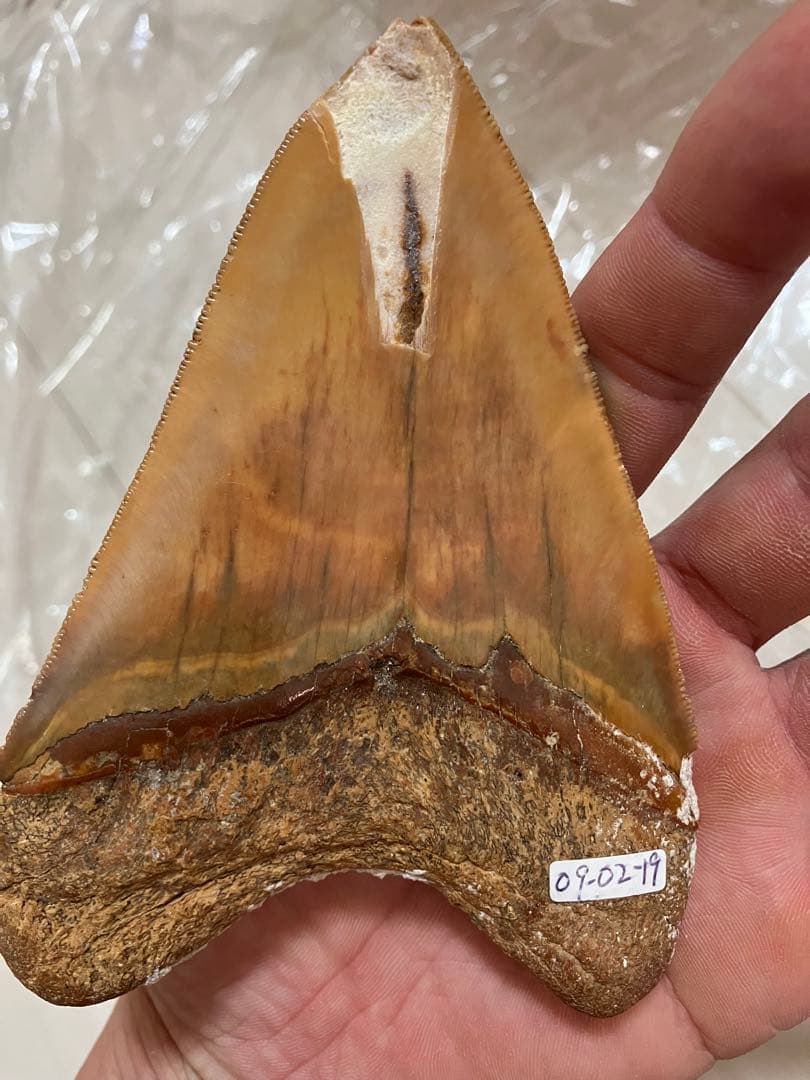 メガロドンの歯化石　母岩つき