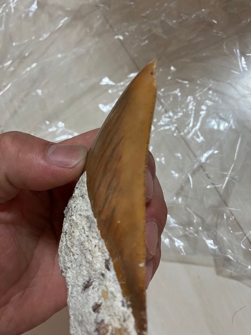 メガロドンの歯化石　母岩つき