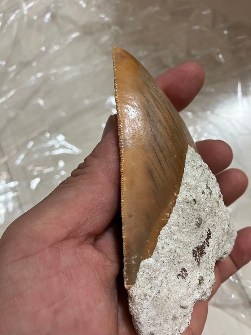 メガロドンの歯化石　母岩つき