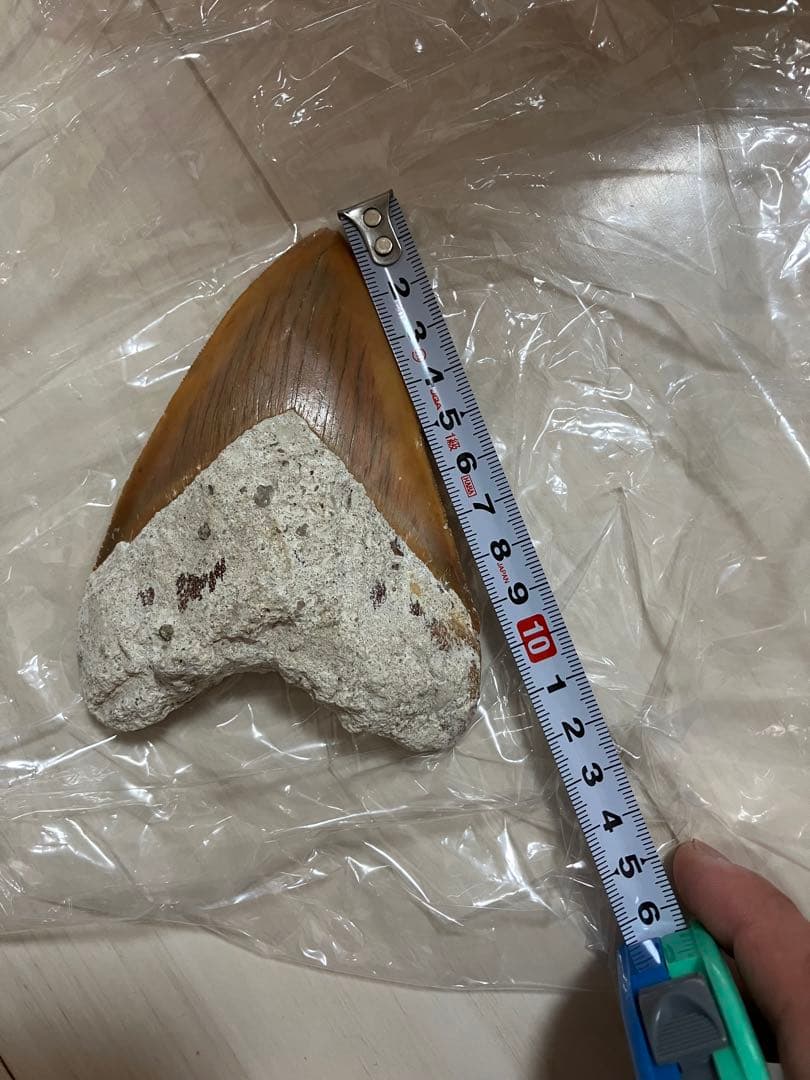 メガロドンの歯化石　母岩つき