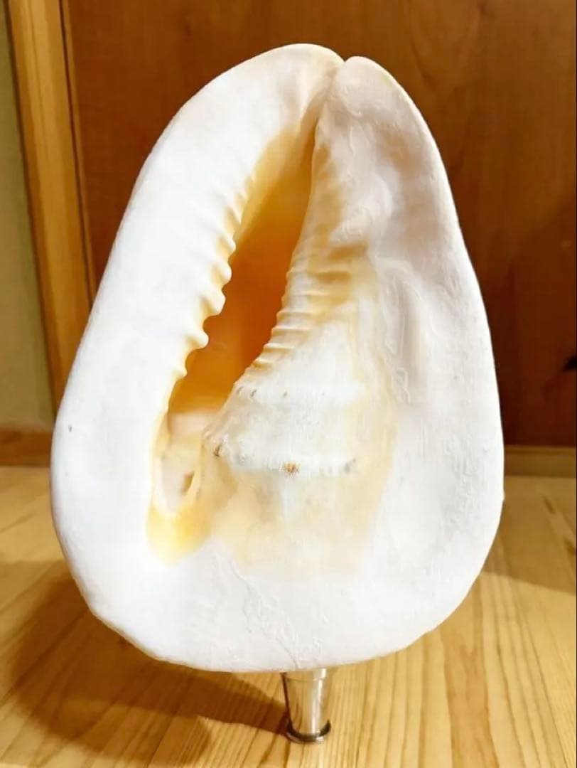 特大肉厚トウカムリ 法螺貝　ほら貝　ホラガイ❣️