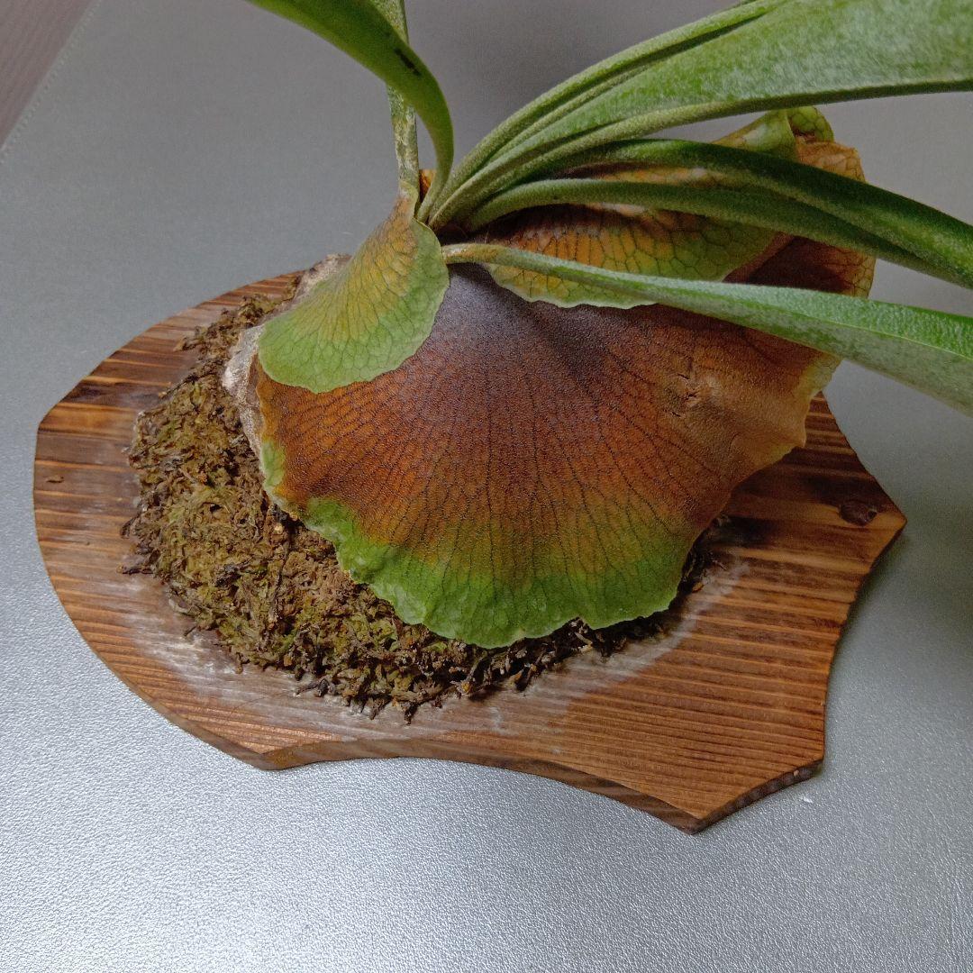 壁掛けビカクシダ　親株　ビフルカツム　板付け　活着済み　こうもりらん