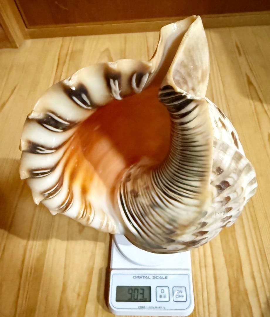 肉厚修験道法螺貝　山伏　密教　魔除け　熊よけ❣️ホラガイ　ほら貝