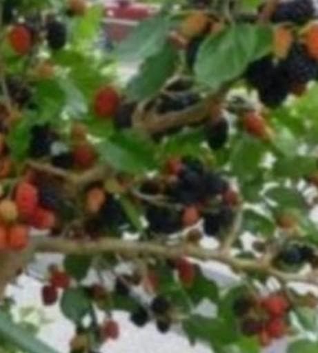 マルベリー(桑の実)の苗木　１２本セット　農薬不使用