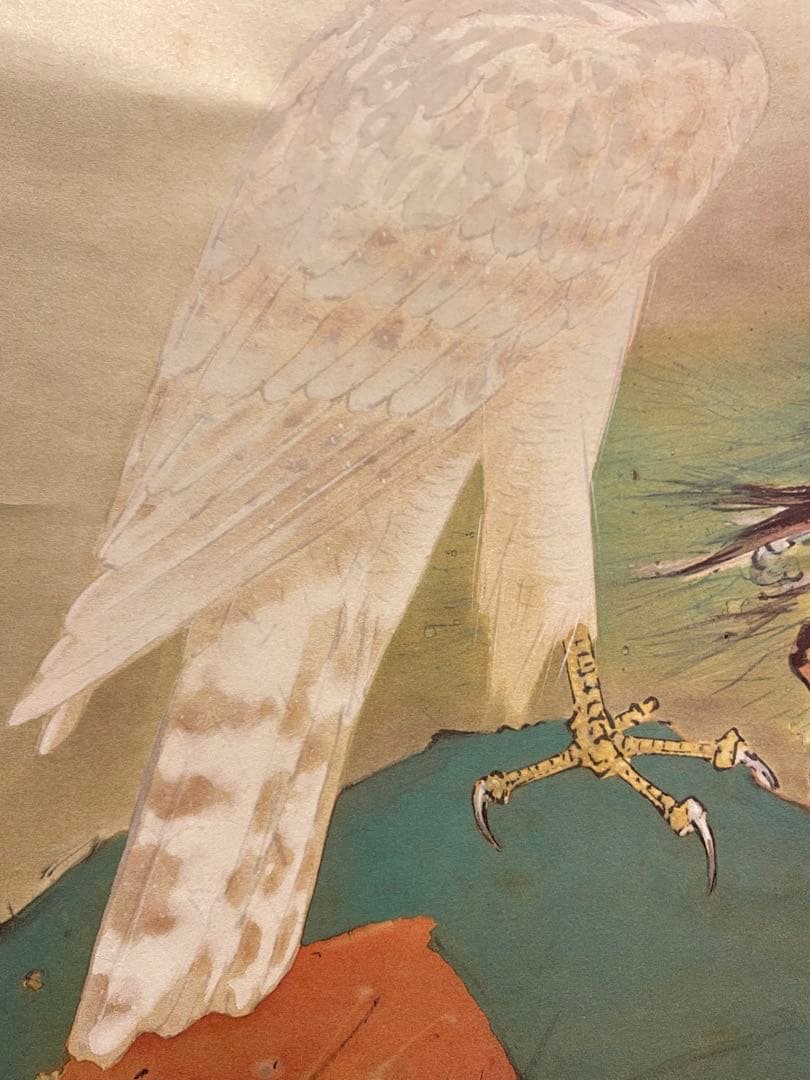 橋本関雪 複製工芸 掛け軸 掛軸 霊鷹 茶掛 絵画 日本画 花鳥図 中国 動物画