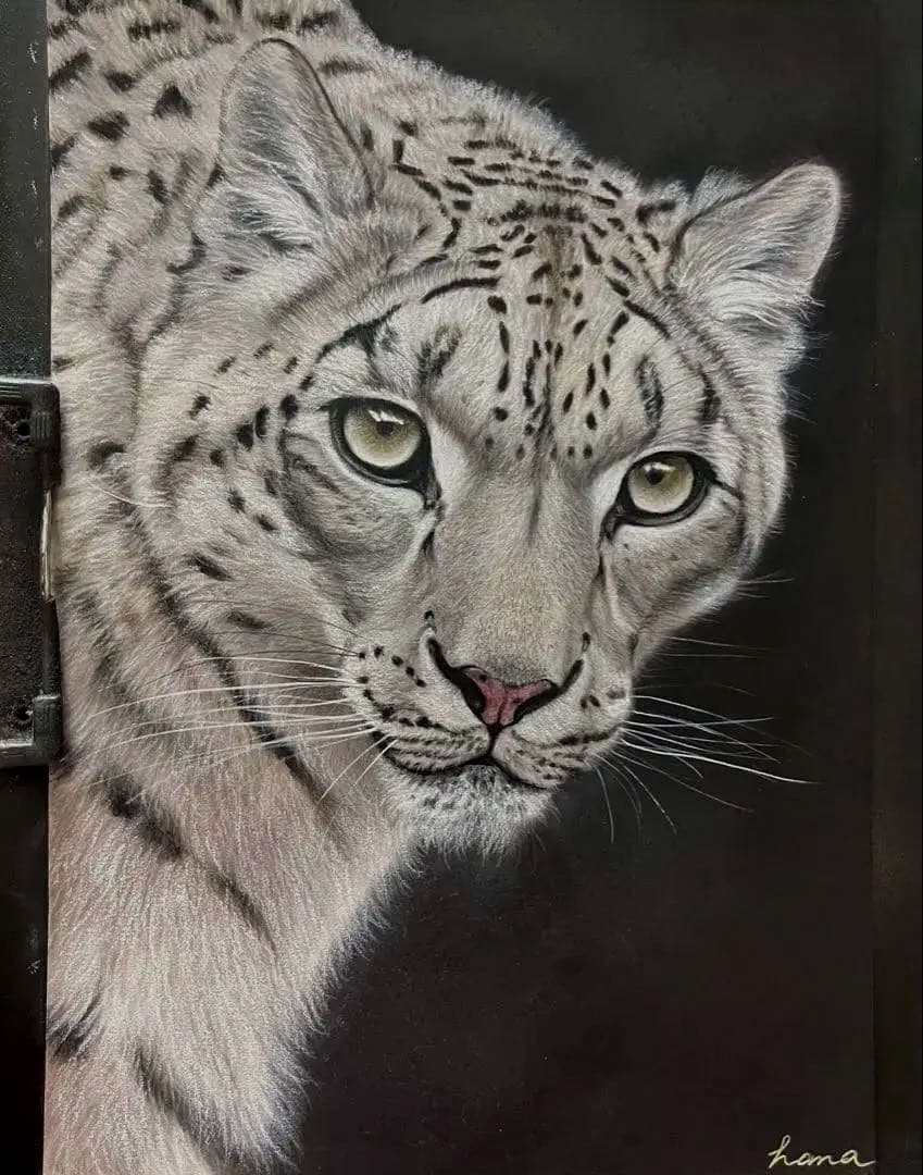 【こうちゃん】ユキヒョウ　絵画