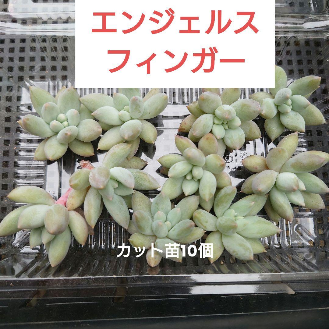多肉植物 エンジェルスフィンガー カット苗 10個