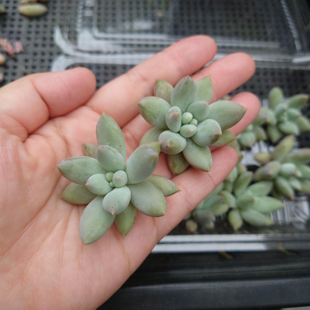 多肉植物 エンジェルスフィンガー カット苗 10個