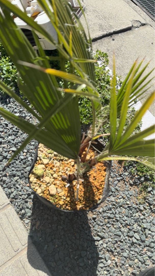 ワシントンヤシ　3株立　美株