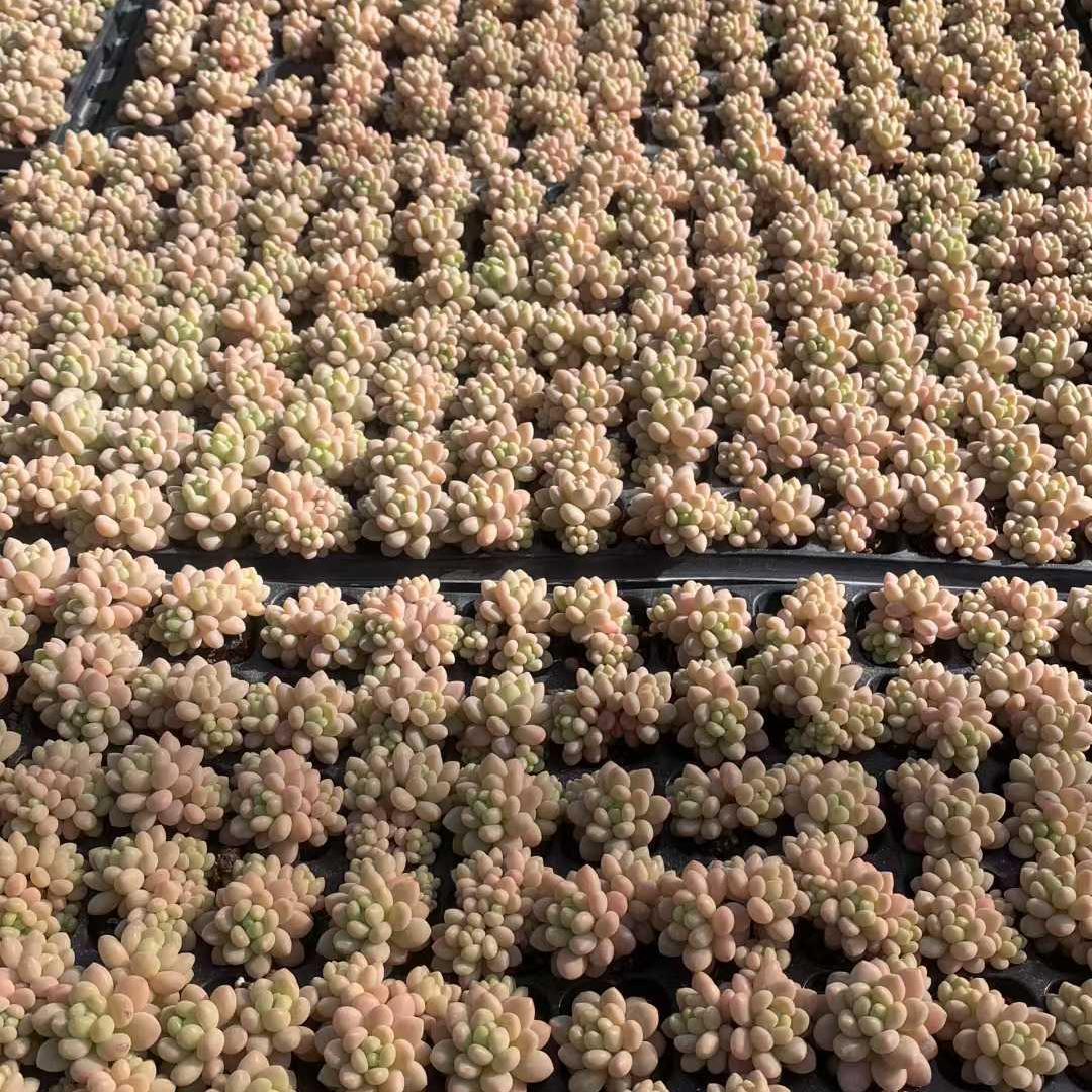 Top【選抜株】多肉植物　25455キャビア　105個プラグトレー苗