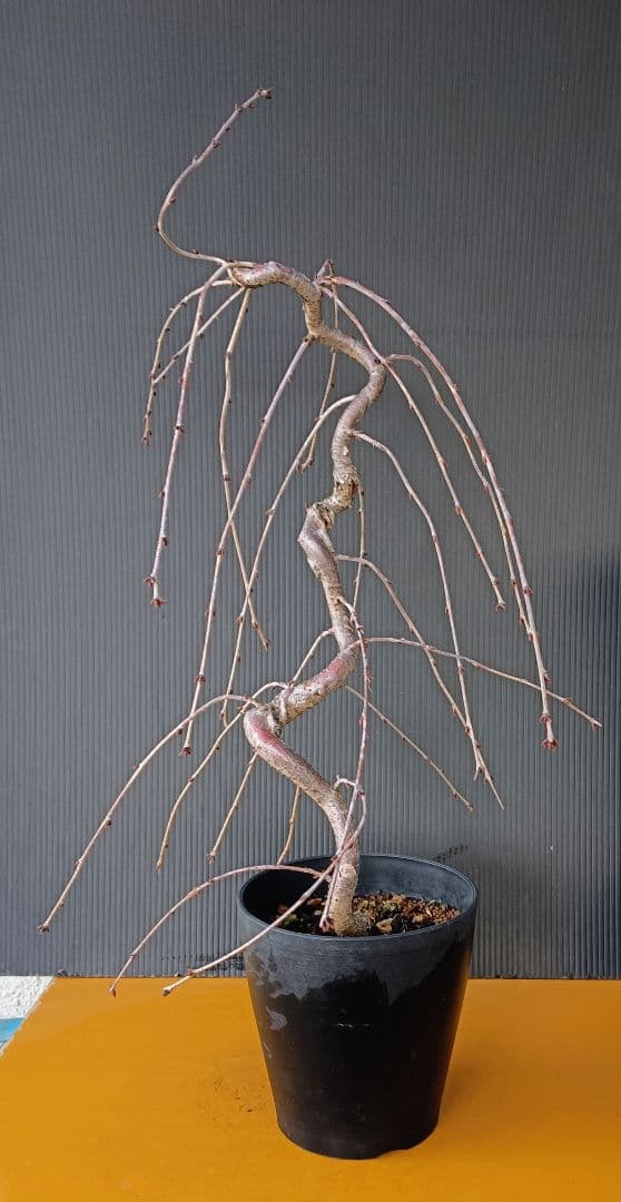 富士枝垂桜盆栽 5