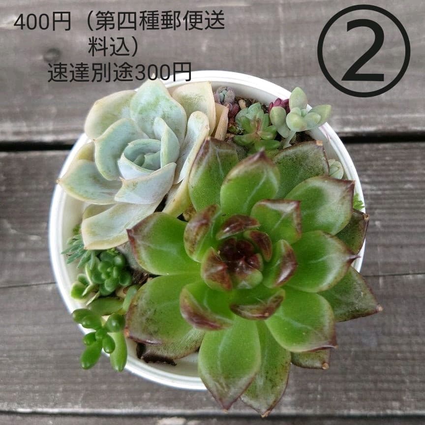 多肉植物 ブラックローズ 6個