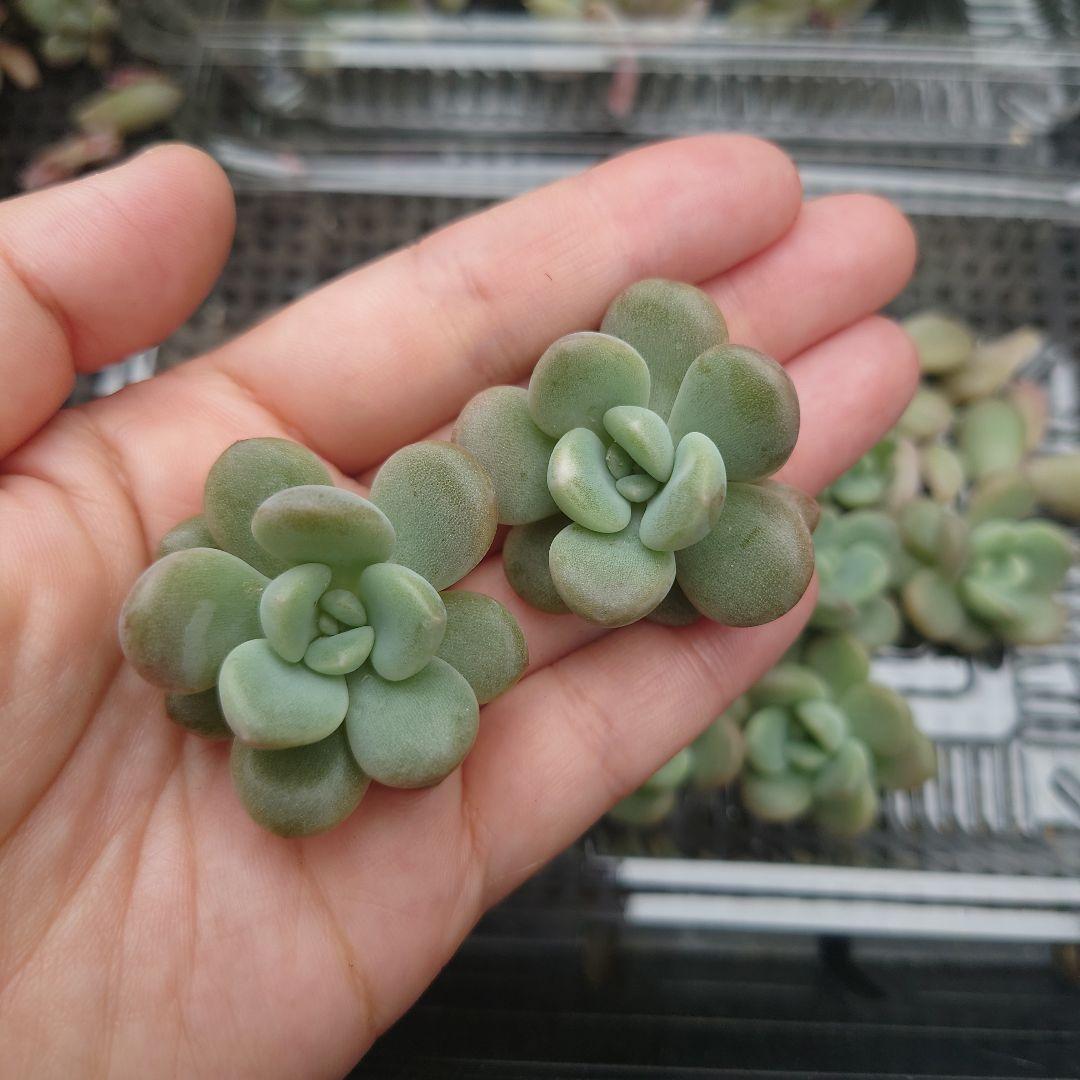 多肉植物 カット苗 ホワイトデュース 10個と葉挿しセット
