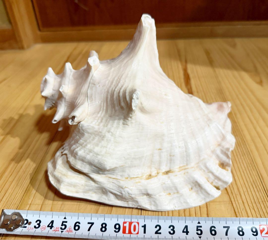 古代桃色法螺貝（ピンク貝）法螺貝　ほら貝　 ホラガイ❣️コンク貝笛