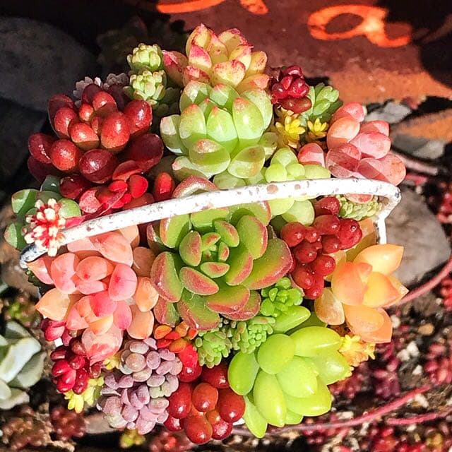 ★多肉植物　寄せ植え〜ブリキピック寄せ　白　〜そのまま飾れます(*≧∀≦*)★