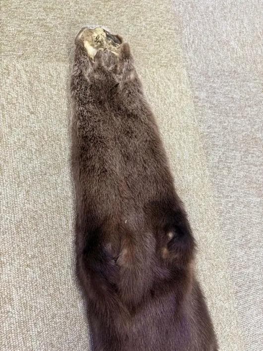 高品質！ カナダカワウソの毛皮　１点もの