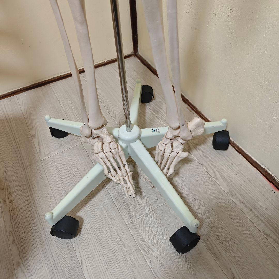 【美品】骨格標本・人体模型・台座付き等身大 可動関節 170cm