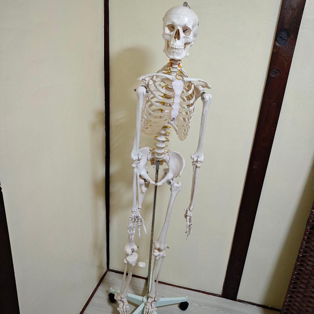 【美品】骨格標本・人体模型・台座付き等身大 可動関節 170cm