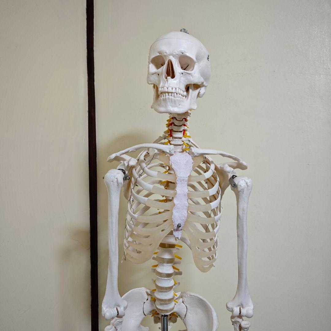 【美品】骨格標本・人体模型・台座付き等身大 可動関節 170cm