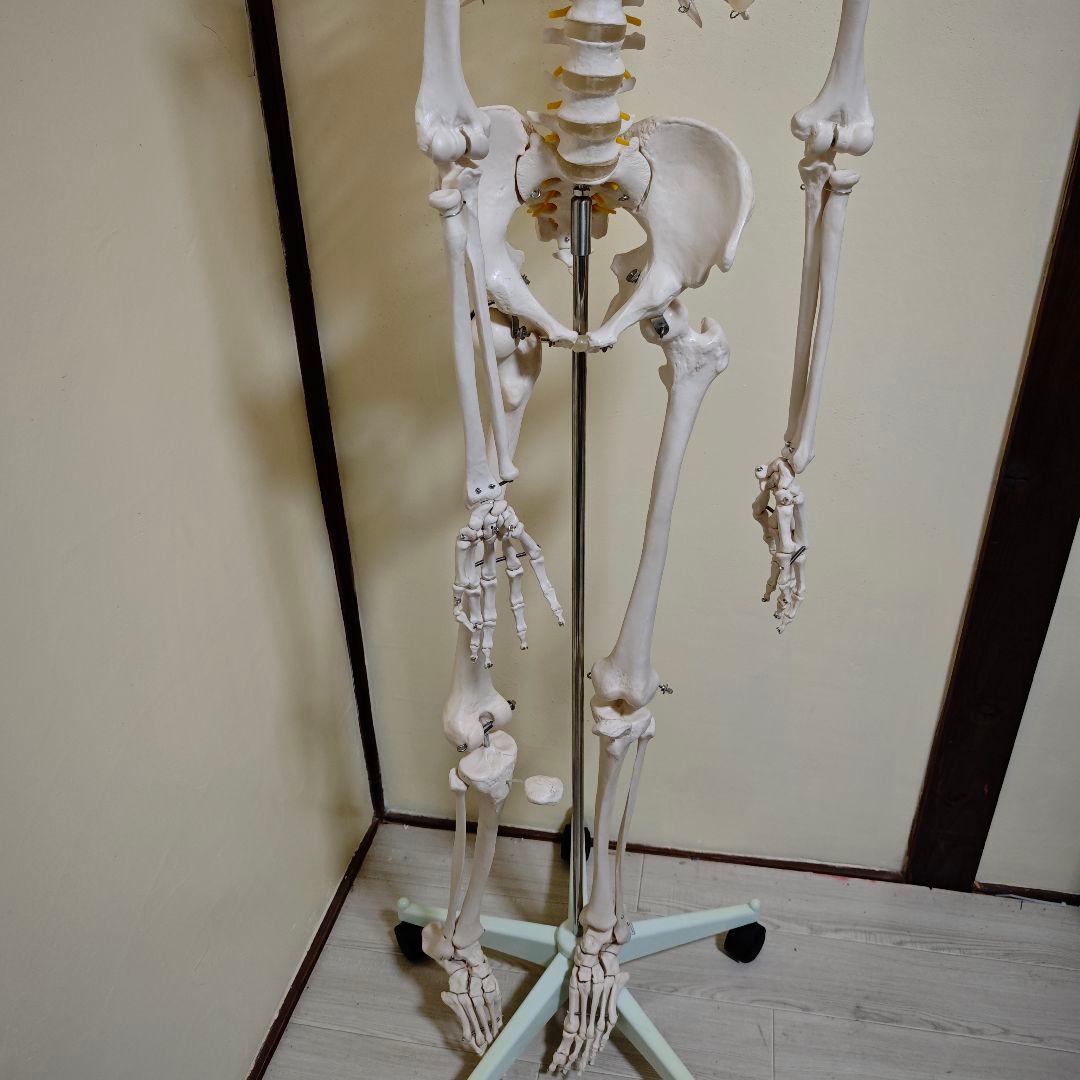 【美品】骨格標本・人体模型・台座付き等身大 可動関節 170cm