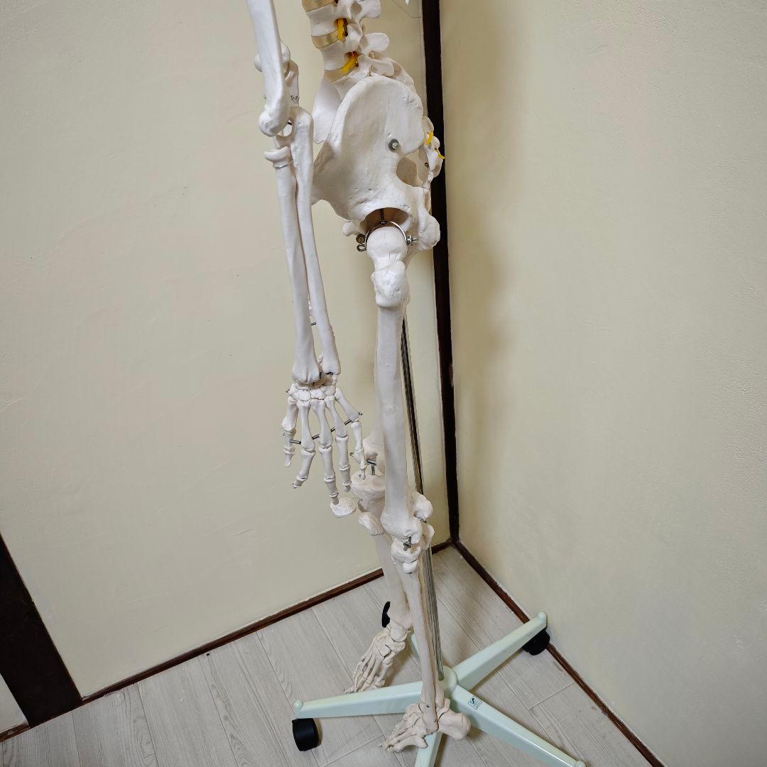 【美品】骨格標本・人体模型・台座付き等身大 可動関節 170cm
