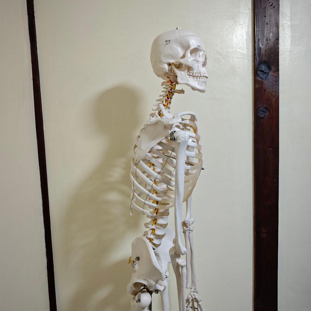 【美品】骨格標本・人体模型・台座付き等身大 可動関節 170cm