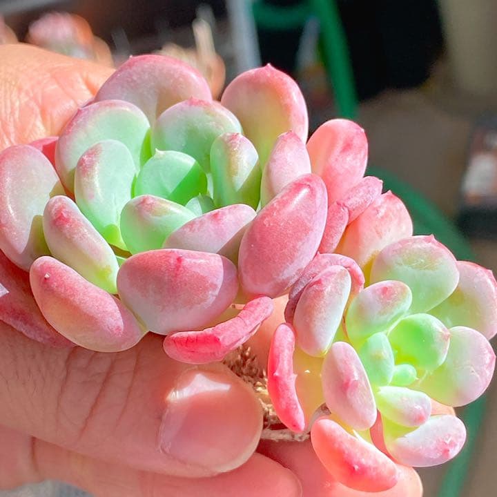 レペ