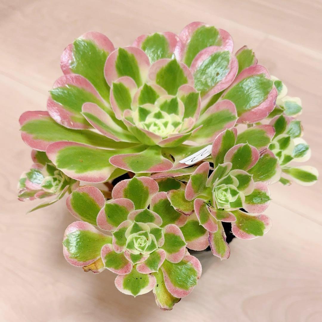 22#多肉植物アエオニウム錦❤️リバーストーン❤️ 1大頭10小頭22cm 拔き苗