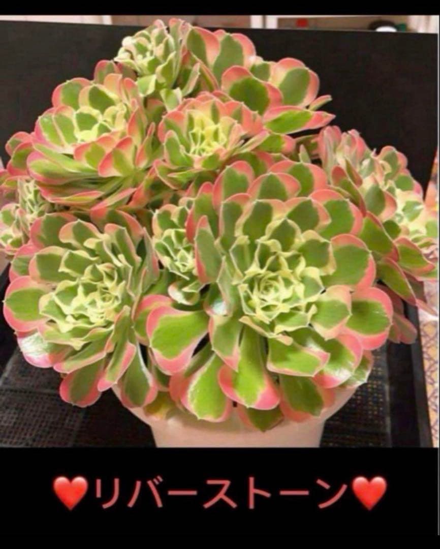 22#多肉植物アエオニウム錦❤️リバーストーン❤️ 1大頭10小頭22cm 拔き苗
