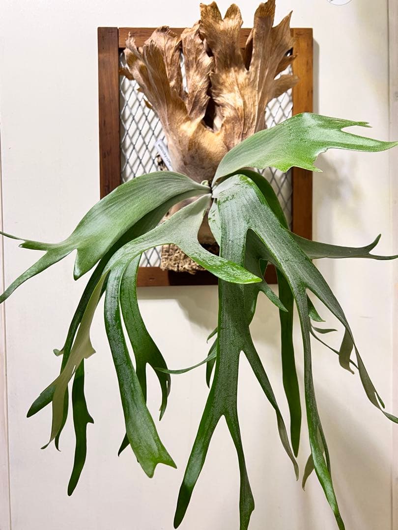 P. Pegasus × P. Willinckii