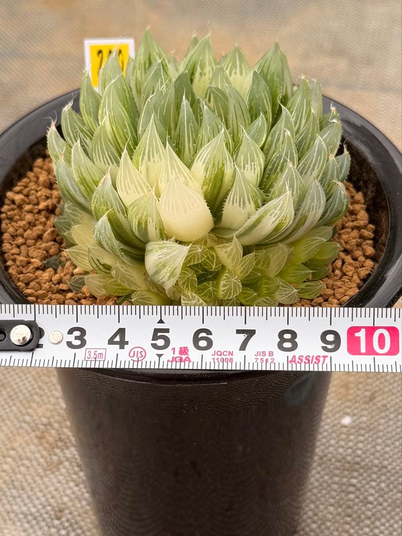 ハオルチア　オブツーサ錦　花胡蝶　親株　極上株