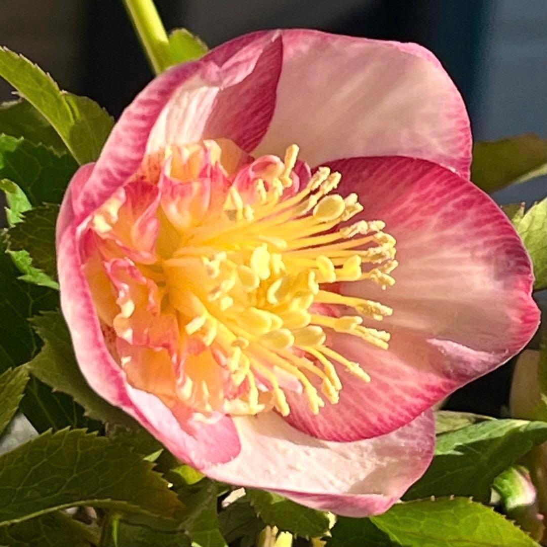 b*o様 3479☘️ラスト2☘️蕾花、タグ付き☘️⭐️SD⭐️小輪⭐️苺レモン