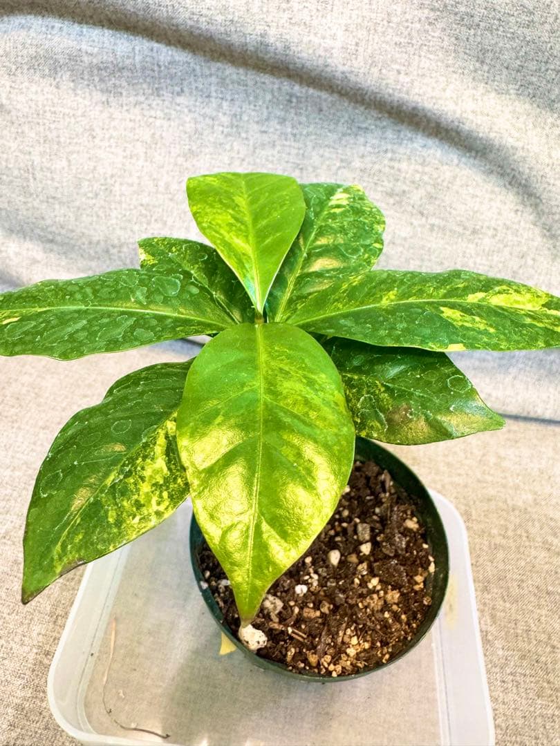 コーヒーの木　斑入り　実生株①