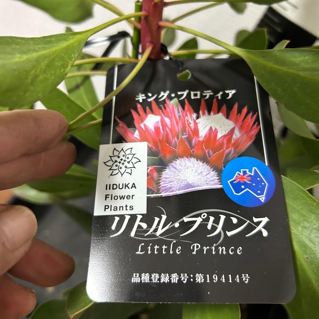 プロテアリトルプリンス　特A 美品　5-3-2k