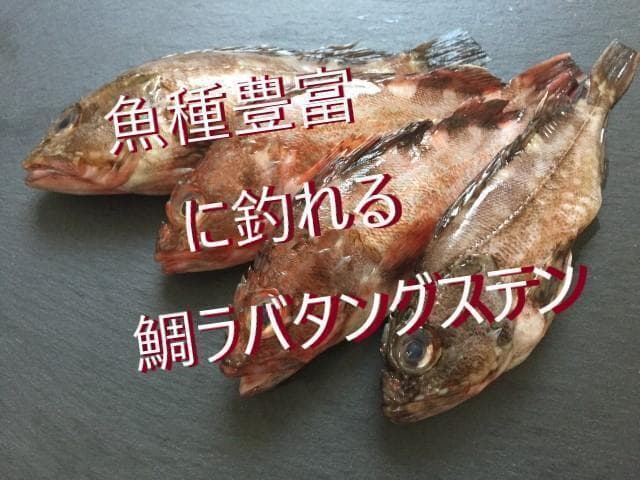 BO【 100g ×2 120g ×2】 タングステン ヘッド　タイラバ　 鯛